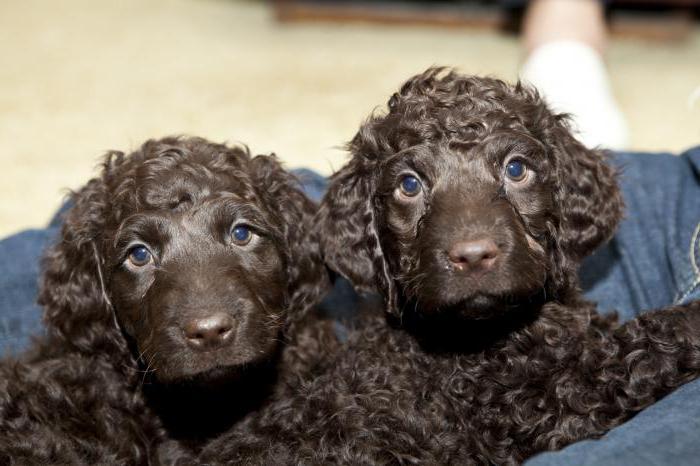 dog irish water spaniel