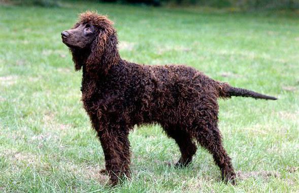 water spaniel irish