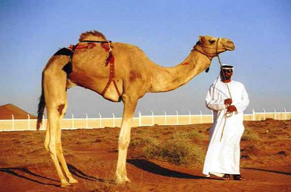 верблюд сонник