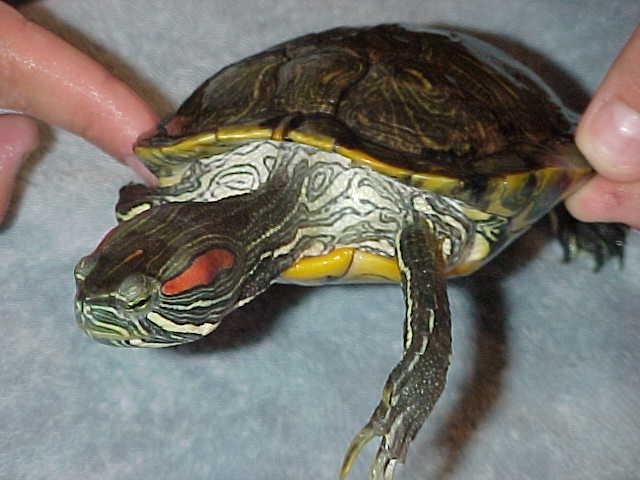 Подвиды красноухих черепах фото и описание
