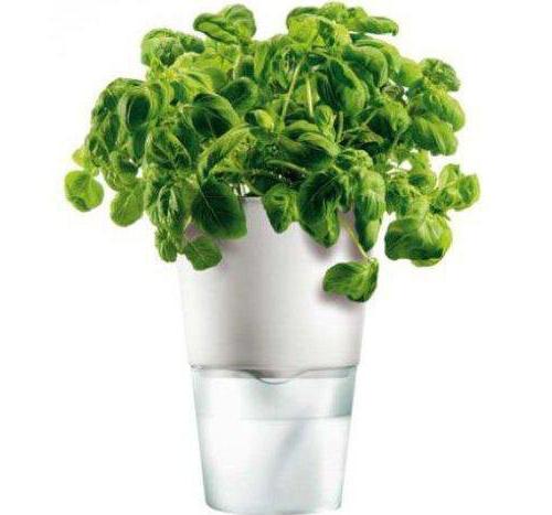 hydroponic plants for growing greens