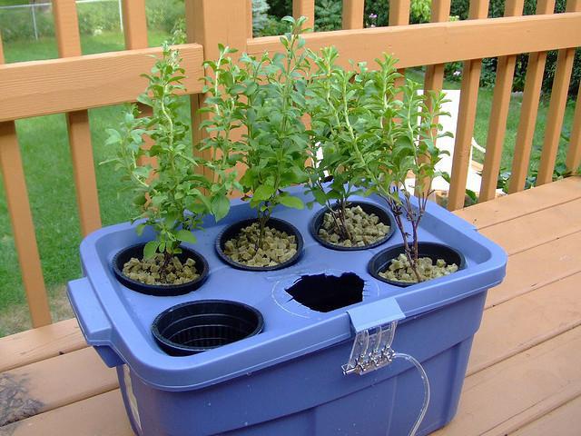 do-it-yourself hydroponic plant for growing greens