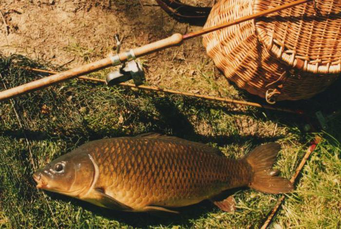 carp fishing in June