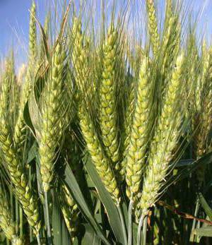 мягкая пшеница