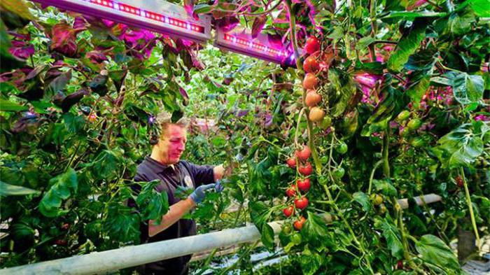 ripening time of tomatoes in a greenhouse