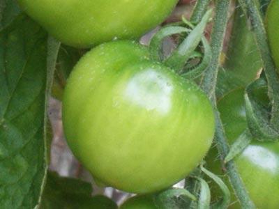 как ускорить созревание помидоров в теплице