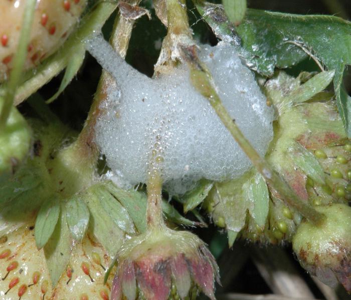 Чем опрыскивать клубнику весной во время цветения