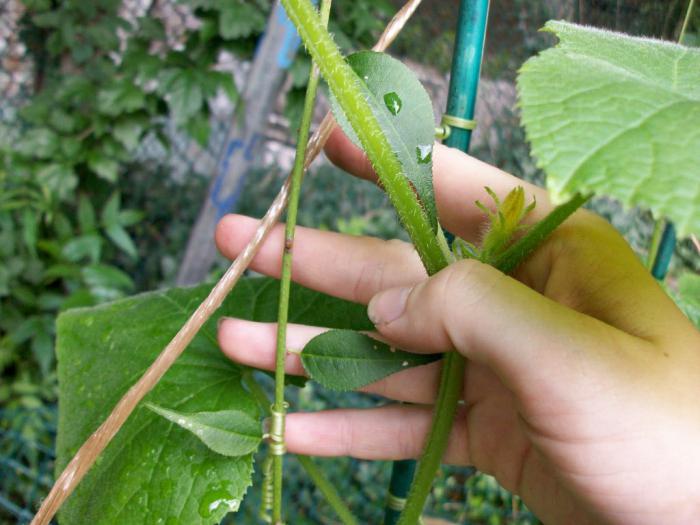 bagged cucumbers growing reviews