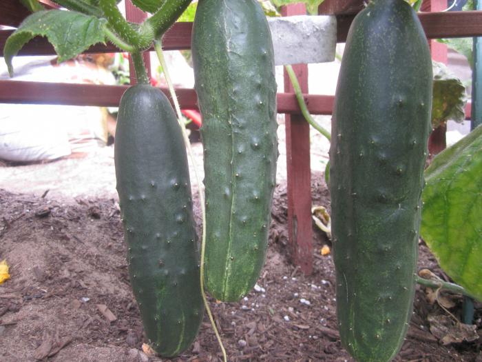 how to grow cucumbers in a bag