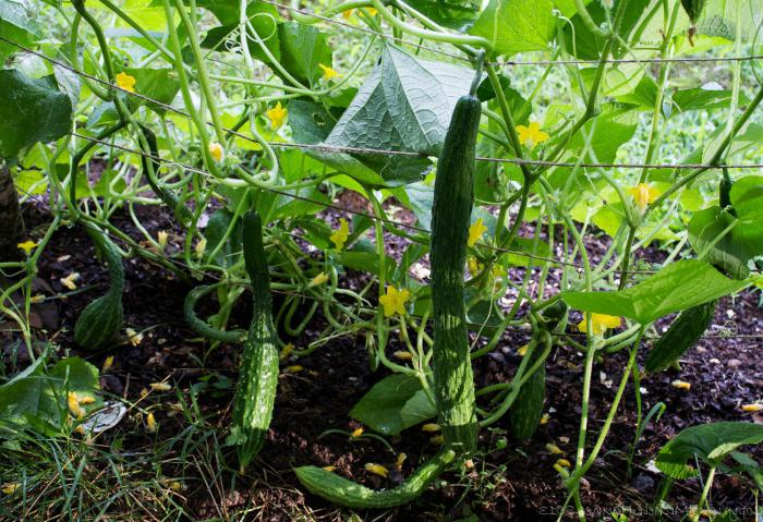 growing cucumbers in bags