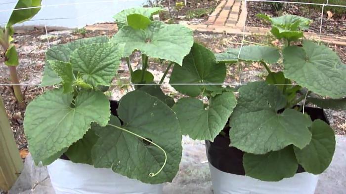 cucumbers in plastic bags