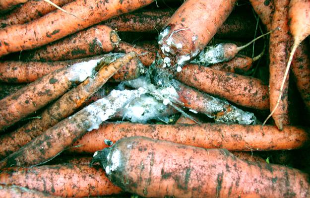 борьба с вредителями моркови народными средствами