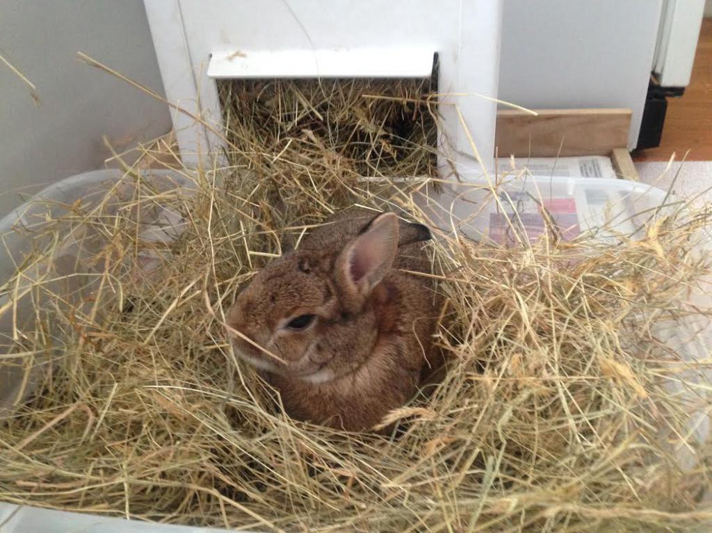 do-it-yourself rabbit ventilation