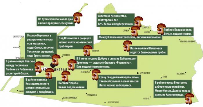 map of mushroom places in the Kaliningrad region