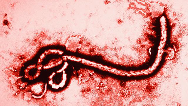 вирус лихорадка эбола фото