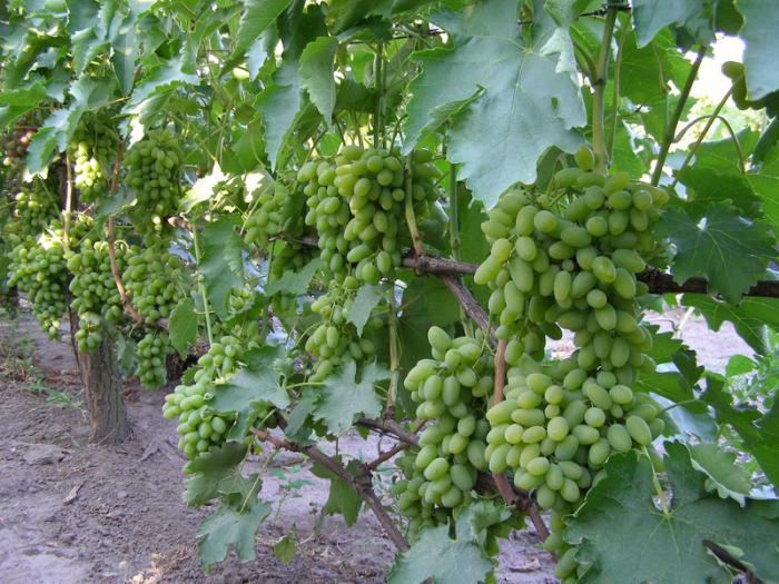 виноград тимур описание