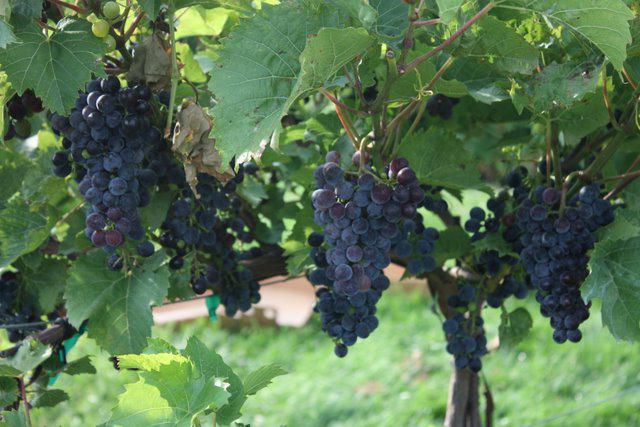 Сорт винограда юпитер кишмиш фото и описание