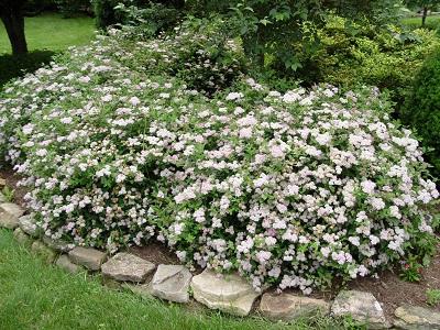 japanese spirea