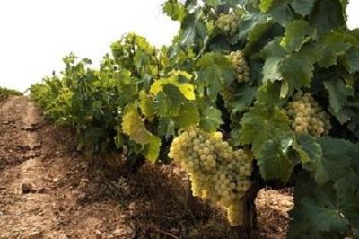 planting grapes with cuttings in Siberia