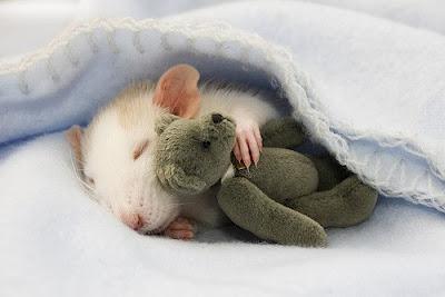 Сон крыса на кровати