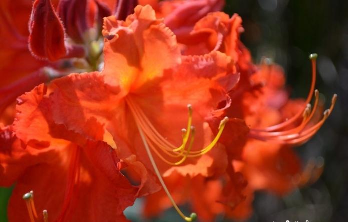 cannes flowers photo