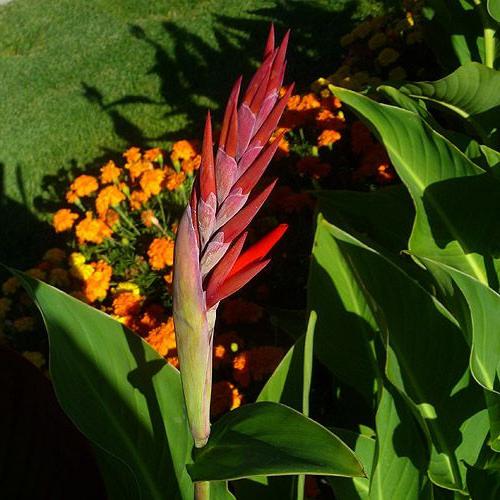 canna flower