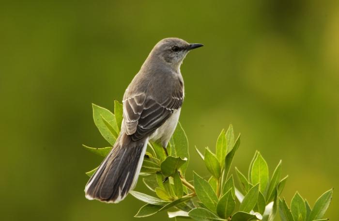 passerine birds