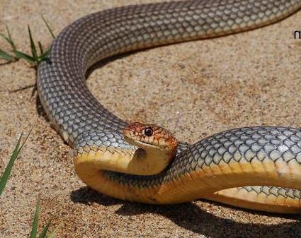 yellow-bellied snake in the Rostov region