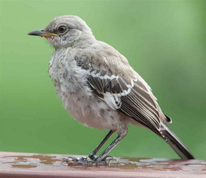 mockingbird photo