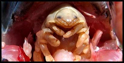 cymothoa exigua паразит