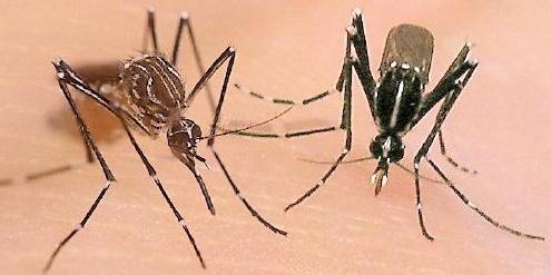 виды комаров в россии
