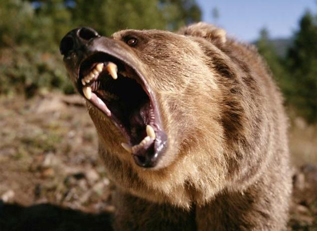 нападение медведя на человека