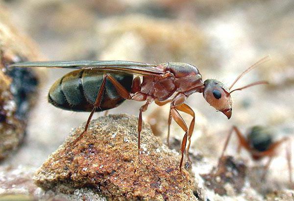 как найти муравьиную матку