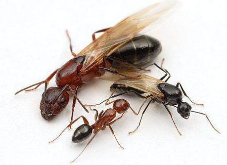 Как поймать муравьиную матку