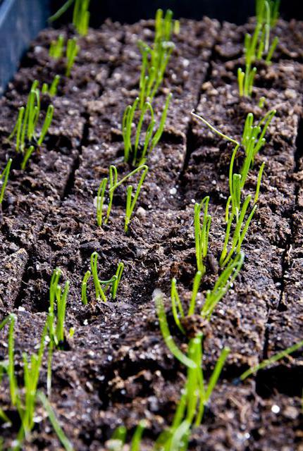 Onion varieties bamberger cultivation