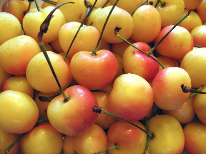 Yellow sweet cherry variety