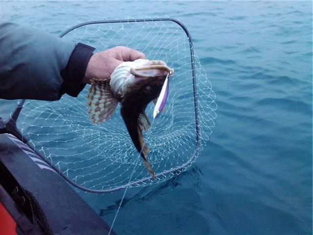 Tackle for fishing a goby on the Sea of ​​Azov