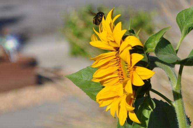 Sunflower leaves