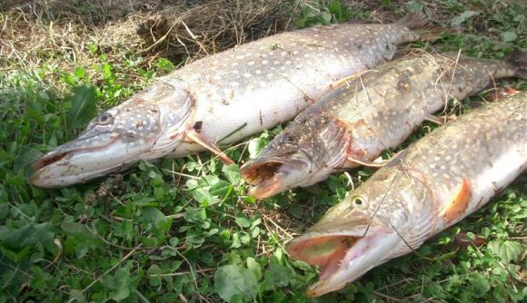 Отчет о рыбалке в Можайском водохранилище