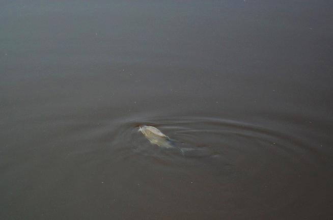 Рыба в Можайском водохранилище