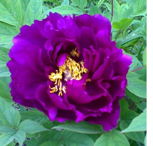 varieties of purple peonies