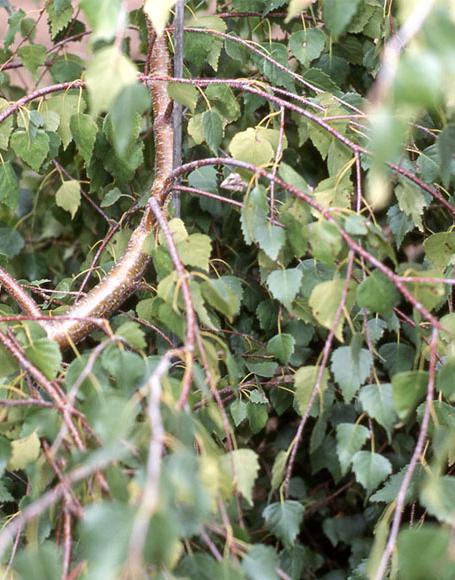 Weeping birch