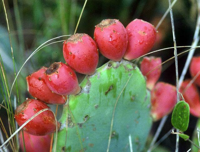 edible cactus fruits