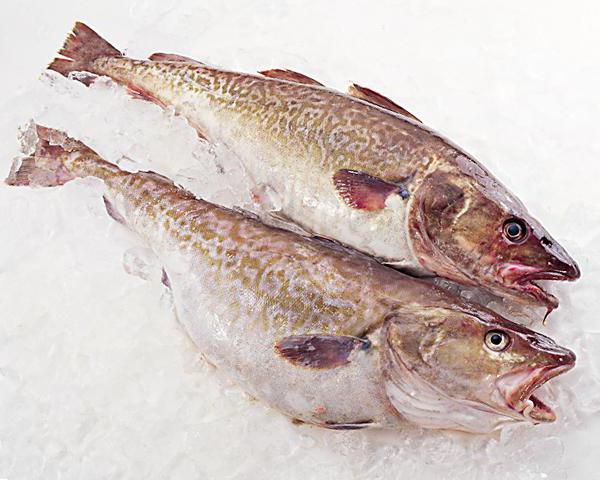 Снежная рыба (Угольная рыба) – кто же это? - BioNotes | アニマル, 生き物, 海の生き物