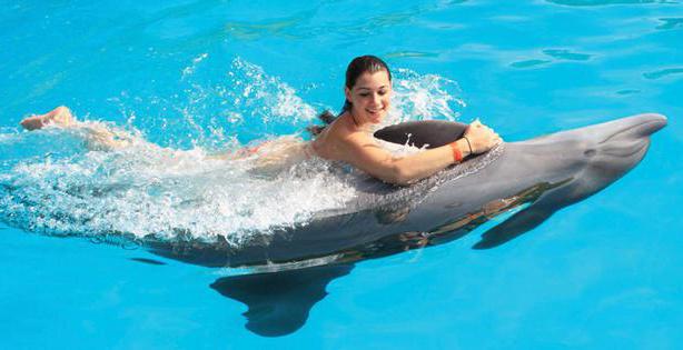 Плавать с дельфинами в море сон thumbnail