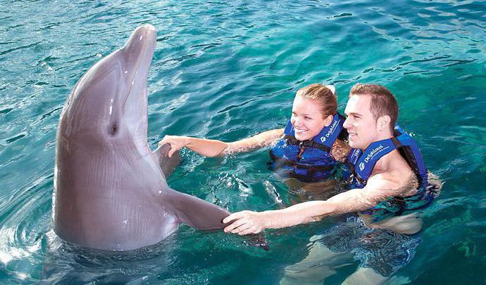 Видеть во сне дельфина и плавать с ним thumbnail