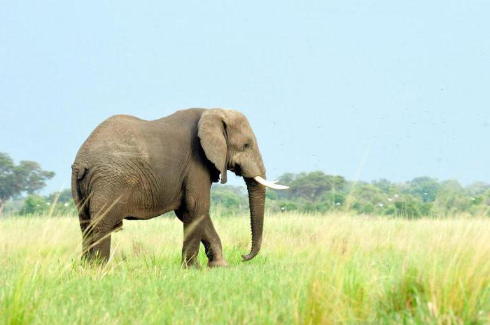 интересные факты о слонах