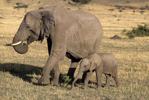 сколько длится беременность у слона