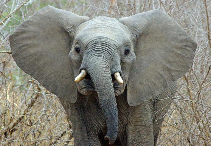 сколько живет слон в природе