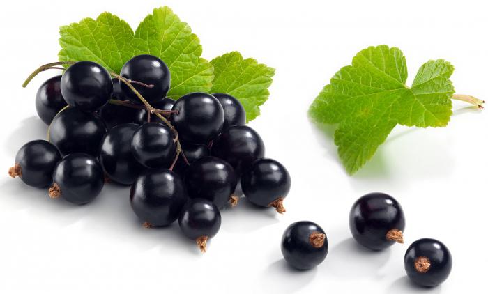 why blackcurrant is useful for humans
